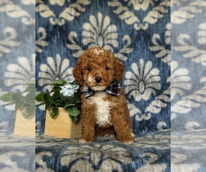 Poodle (Miniature) Puppy for sale in CHRISTIANA, PA, USA