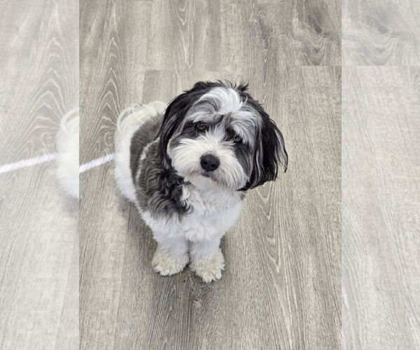 Medium Photo #1 Havanese Puppy For Sale in Cliffwood, NJ, USA