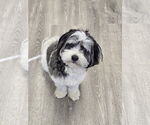 Small Havanese