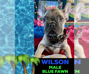 French Bulldog Puppy for sale in HEATHROW, FL, USA
