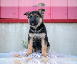 Small German Shepherd Dog