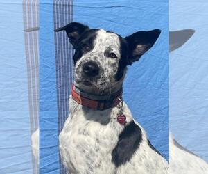 Mutt Dogs for adoption in Westminster, MD, USA