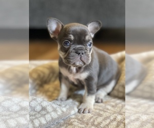 French Bulldog Puppy for sale in LEWISVILLE, NC, USA