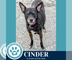 Chipin Dogs for adoption in Kimberton, PA, USA