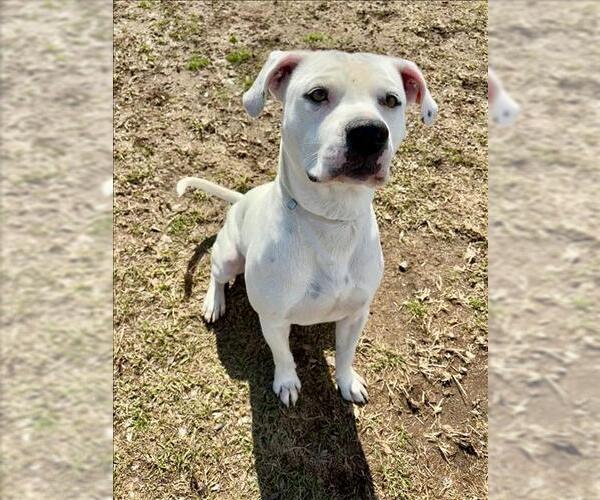 Medium Photo #3 Mutt Puppy For Sale in Conroe, TX, USA