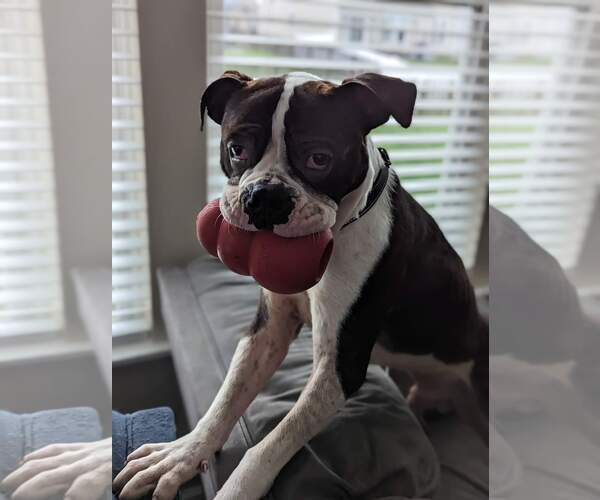 Medium Photo #14 Boxer Puppy For Sale in Burnsville, MN, USA