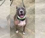 Small #2 American Pit Bull Terrier Mix
