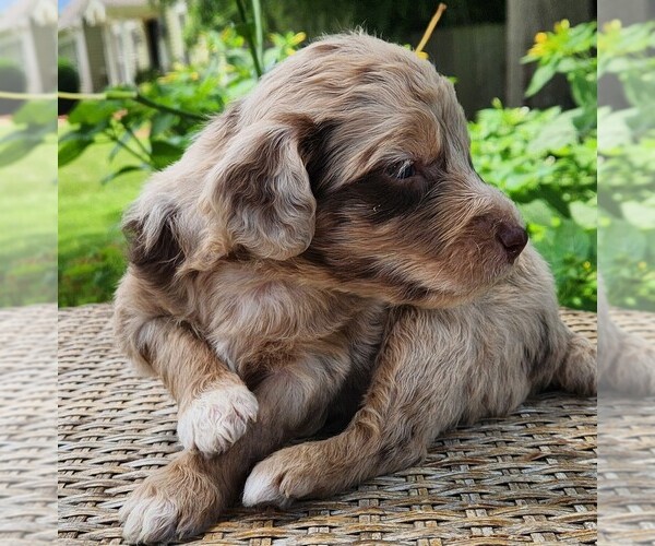 Medium Photo #8 F2 Aussiedoodle Puppy For Sale in COLUMBIA, TN, USA
