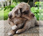 Small #7 F2 Aussiedoodle