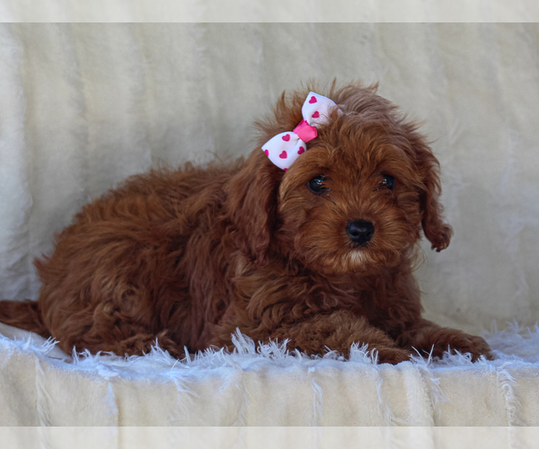 Medium Photo #2 Cavapoo-Poodle (Miniature) Mix Puppy For Sale in LIBERTY, KY, USA