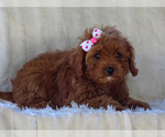 Small #1 Cavapoo-Poodle (Miniature) Mix