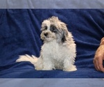 Small #2 ShihPoo