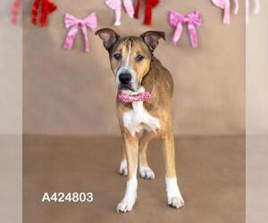 American Pit Bull Terrier-Unknown Mix Dogs for adoption in Conroe, TX, USA