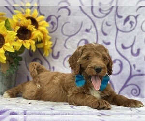 Goldendoodle Puppy for sale in LANCASTER, PA, USA