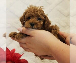Poodle (Toy) Puppy for Sale in COATESVILLE, Pennsylvania USA