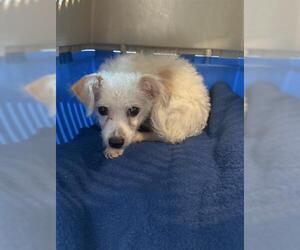 Maltese-Unknown Mix Dogs for adoption in San Martin, CA, USA