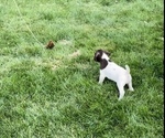 Small Photo #2 German Shorthaired Pointer Puppy For Sale in FREMONT, NE, USA