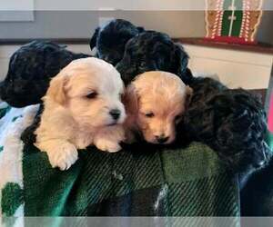Maltipoo-Poodle (Toy) Mix Puppy for sale in COATS, NC, USA