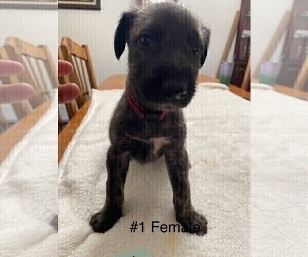 Medium Photo #4 Irish Wolfhound Puppy For Sale in RAGLAND, AL, USA