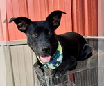 Small Australian Kelpie-Labrador Retriever Mix