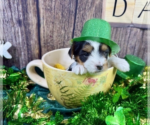 Medium Photo #8 Morkie Puppy For Sale in CASSVILLE, MO, USA