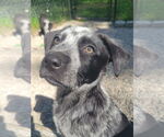 Small #1 Mutt