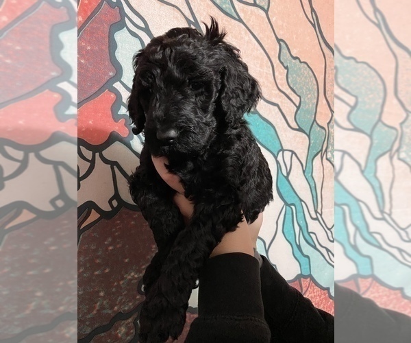 Medium Photo #1 Poodle (Standard) Puppy For Sale in GALAX, VA, USA