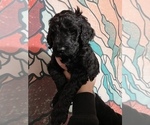 Small Photo #1 Poodle (Standard) Puppy For Sale in GALAX, VA, USA