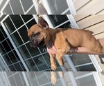 Small #8 French Bulldog