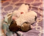 Small #4 Poochon