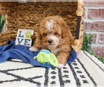 Small #7 Cavapoo (Miniature)