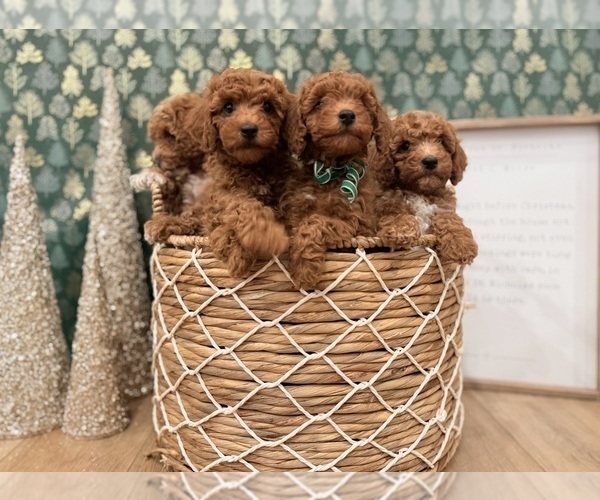 Medium Photo #5 Goldendoodle mix (+ Poodle Miniature) Puppy For Sale in OREM, UT, USA