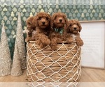 Small #4 Goldendoodle mix (+ Poodle Miniature)
