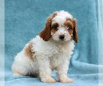 Puppy Trooper Cavapoo