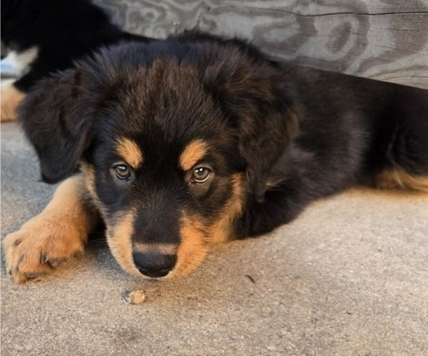 Medium Photo #4 Australian Shepherd-Miniature Australian Shepherd Mix Puppy For Sale in MODESTO, CA, USA