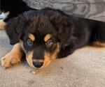 Small Photo #4 Australian Shepherd-Miniature Australian Shepherd Mix Puppy For Sale in MODESTO, CA, USA