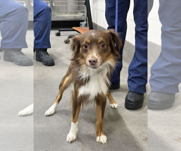 Medium Photo #1 Mutt Puppy For Sale in Martinsburg, WV, USA