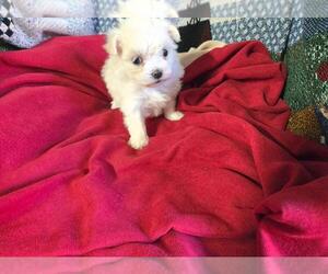 Maltese Puppy for sale in CORNERSVILLE, TN, USA
