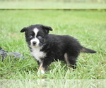 Small #4 Miniature Australian Shepherd