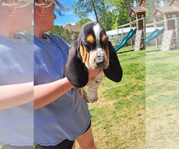 Medium Photo #2 Basset Hound Puppy For Sale in S CHESTERFLD, VA, USA