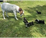 Small Photo #81 Pembroke Welsh Corgi Puppy For Sale in PERKINSVILLE, VT, USA