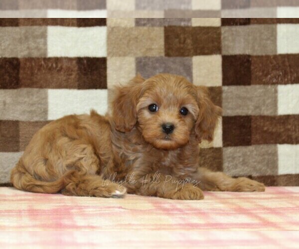 Medium Photo #2 Cavapoo (Miniature) Puppy For Sale in DENVER, PA, USA
