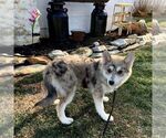 Small Photo #4 Pomsky Puppy For Sale in GAP, PA, USA