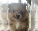 Puppy 1 Pomeranian