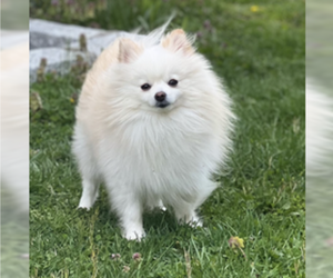 Father of the Pomeranian puppies born on 04/02/2023