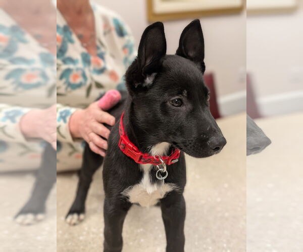 Medium Photo #2 Mutt Puppy For Sale in Holly Springs, NC, USA