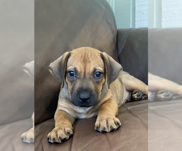 Medium Photo #17 Rhodesian Ridgeback Puppy For Sale in KELLER, TX, USA