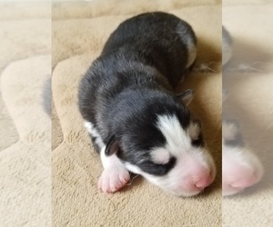 Siberian Husky Puppy for sale in KANSAS CITY, MO, USA