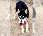 Small #4 Siberian Husky