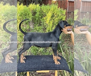 Doberman Pinscher Puppy for sale in SAN FRANCISCO, CA, USA
